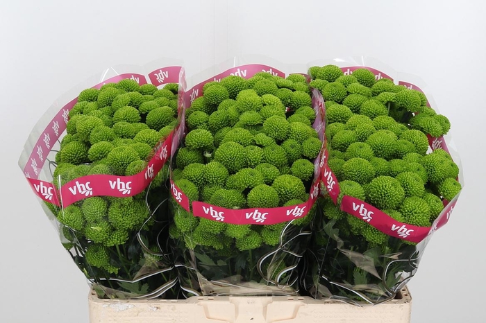 <h4>Chr S Aaa Peptalk</h4>