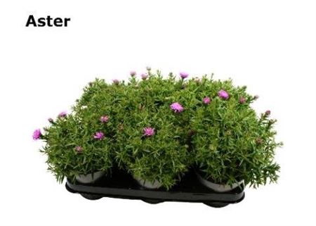 <h4>Aster Alpha Light Pink</h4>