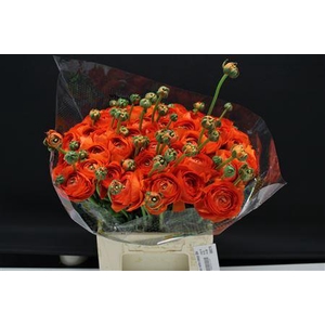 Cloni Extra Oranje 004