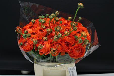 <h4>Cloni Extra Oranje 004</h4>