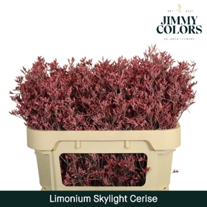 Limonium Skylight L70 Klbh. Cerise