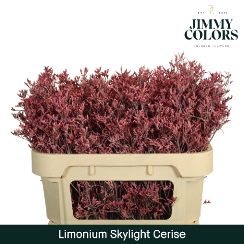 Limonium Skylight L70 Klbh. Cerise