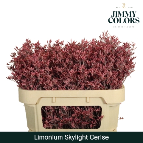 <h4>Limonium Skylight L70 Cerise</h4>