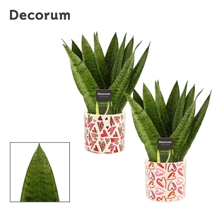 Sansevieria Zeylanica Fan 12 cm in Julia (Deco-collection)