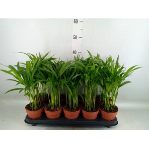 Dypsis lutescens   ...Chrysalidoca