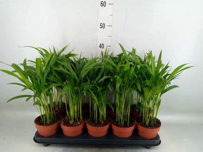 <h4>Dypsis lutescens   ...Chrysalidoca</h4>