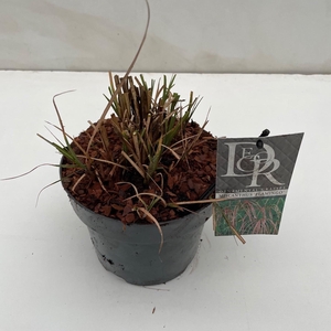Graminées Miscanthus 'Flamingo'