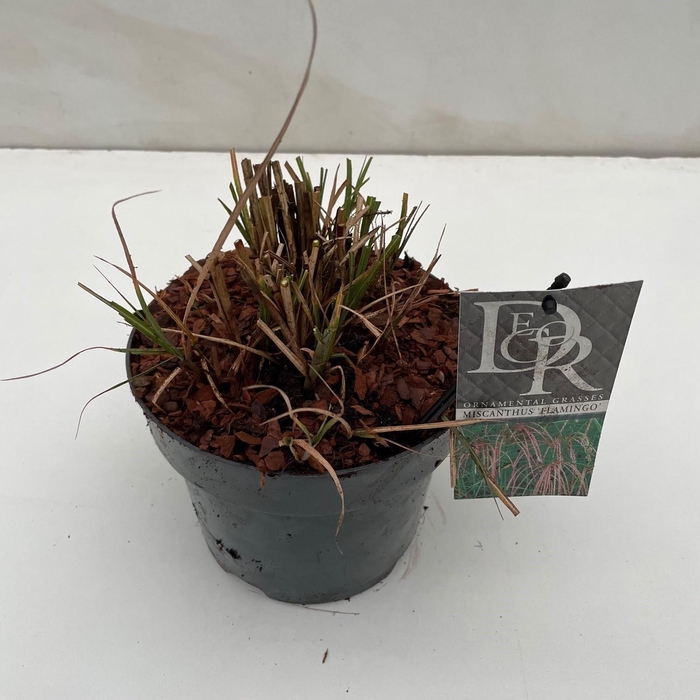 <h4>Graminées Miscanthus 'Flamingo'</h4>