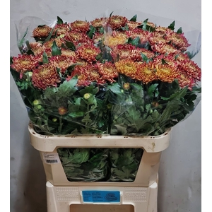 CHR G BISLET RED