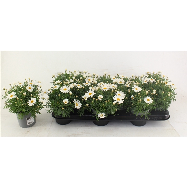 Argyranthemum frutescens La Rita White