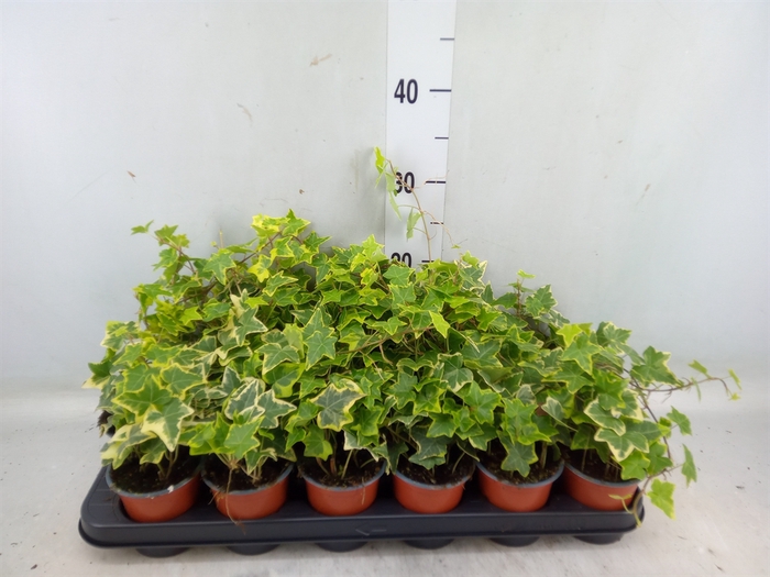 <h4>Hedera helix 'Goldchild'</h4>