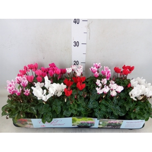 Cyclamen KL   ...patio