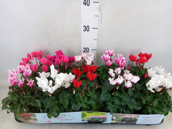 <h4>Cyclamen KL   ...patio</h4>