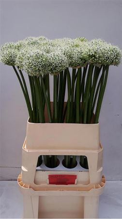 <h4>Allium White</h4>