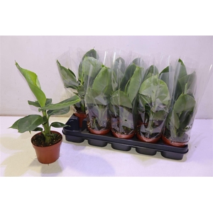 Musa Tropicana