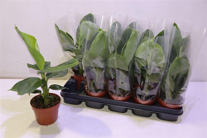 <h4>Musa Tropicana</h4>