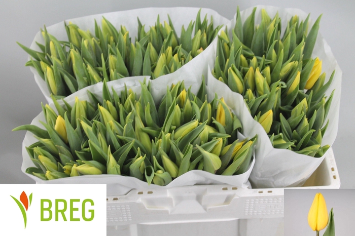 <h4>TU EN STRONG GOLD</h4>