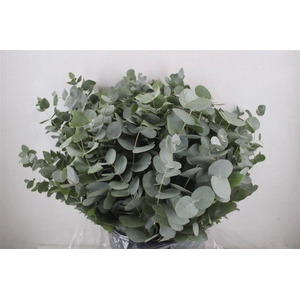 Euca Cinerea Short 300gr P Bunch