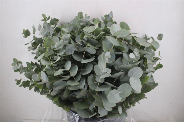 <h4>Euca Cinerea Short 300gr P Bunch</h4>