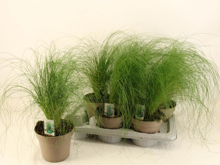 <h4>STIP TE PONYTAILS</h4>