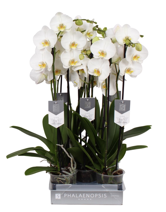 <h4>Phalaenopsis  'Ant Nottingham'</h4>