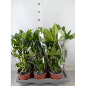 Fatsia japonica   ...