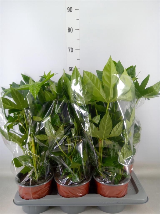 <h4>Fatsia japonica   ...</h4>