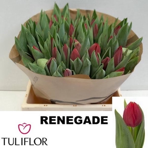 Tu Enkel Renegade Tuliflor