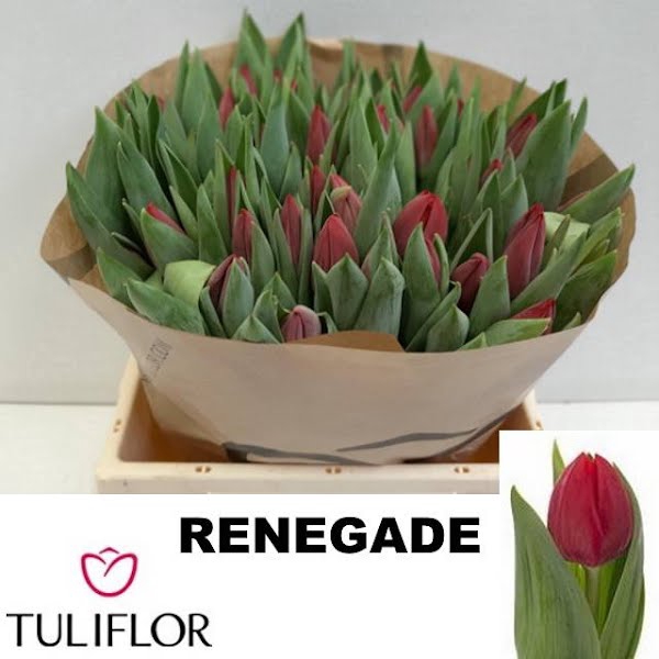 <h4>Tu Enkel Renegade Tuliflor</h4>