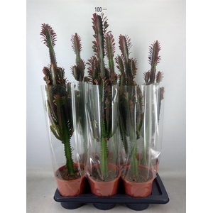 Euphorbia trigona 'Rubra'