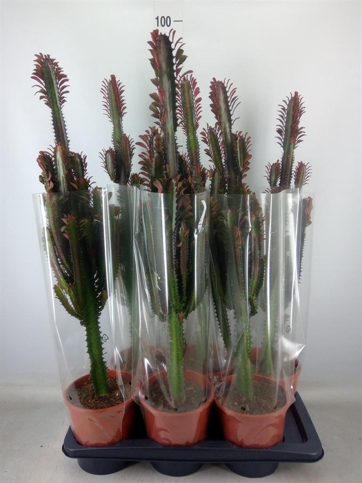 <h4>Euphorbia trigona 'Rubra'</h4>