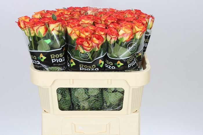 <h4>Rosa Gr Firefox</h4>