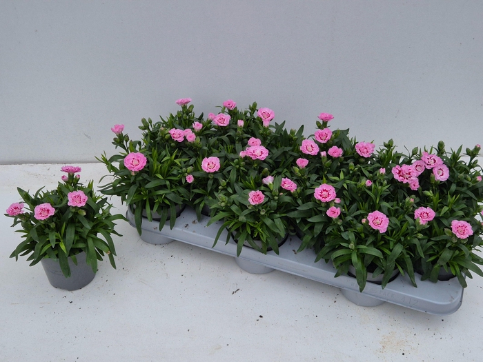 <h4>DIAN OSC PINK STAR</h4>