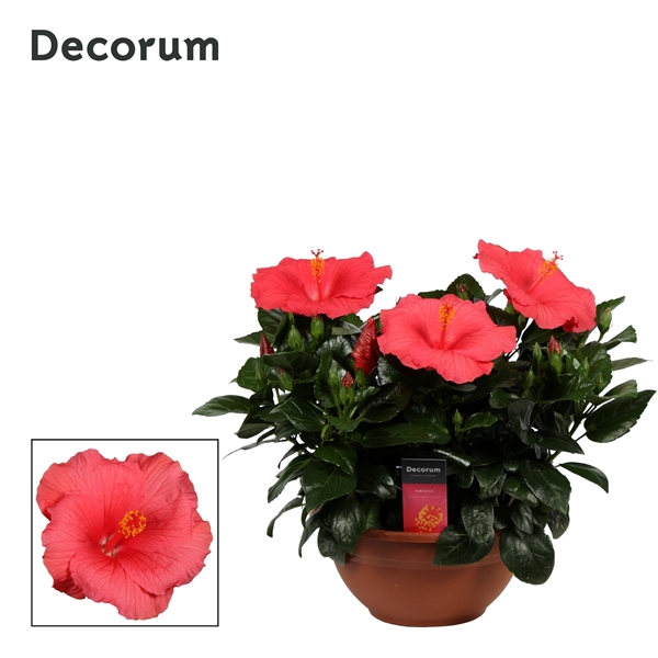 <h4>Decorum Hibiscus Kandy roze SCHAAL</h4>
