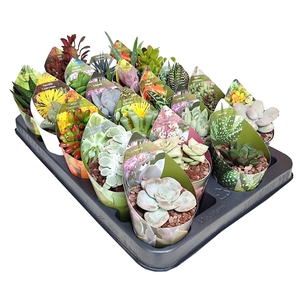 MIX SUCCULENTS POT Ø 6,5 WITH POT COVER - TRAY 20 PCS (SUCCULENTEN)