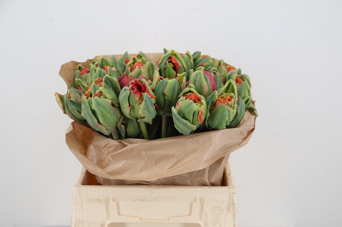 <h4>TU PA KINGSDAY</h4>