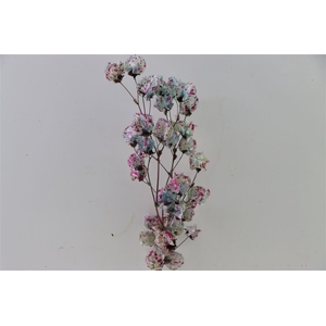 Dried Artz Bougainvillea Rubens Bunch Slv