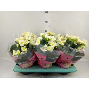 Begonia elat. HL 'Valentino White'