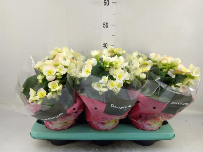 <h4>Begonia elat. HL 'Valentino White'</h4>