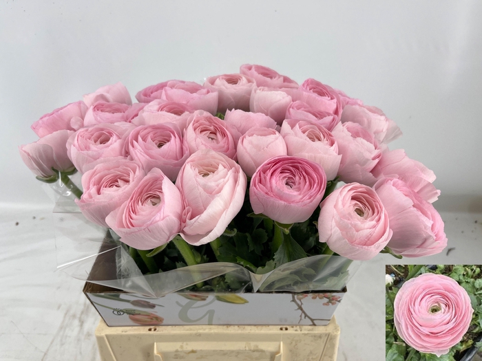 <h4>RAN SU HANOI</h4>