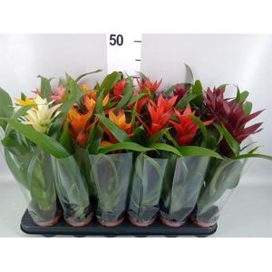 Guzmania   ...mix