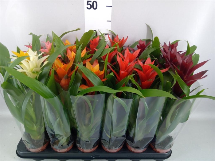 <h4>Guzmania   ...mix</h4>