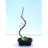 Ginkgo