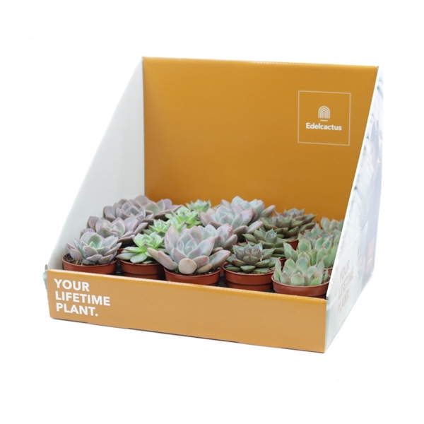 <h4>Echeveria mix 5,5 cm in showdoos your lifetime plant</h4>