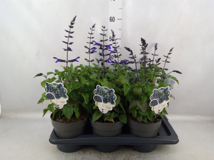 Salvia  'Salgoon Lake Blueberry'