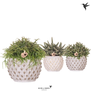 Kolibri Greens Rhipsalis mix in Marrakesh pot gold copper mix