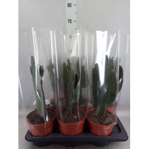 Opuntia