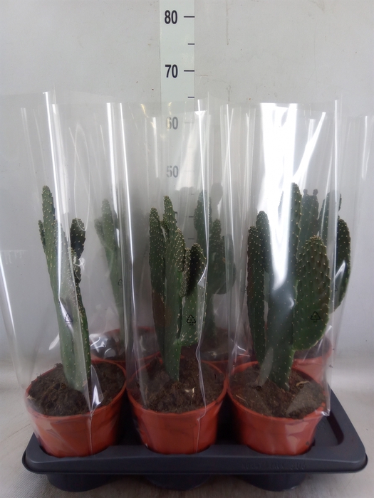<h4>Opuntia</h4>
