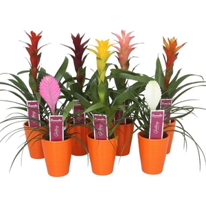 Bromelia gemengd in oranje ribbel keramiek