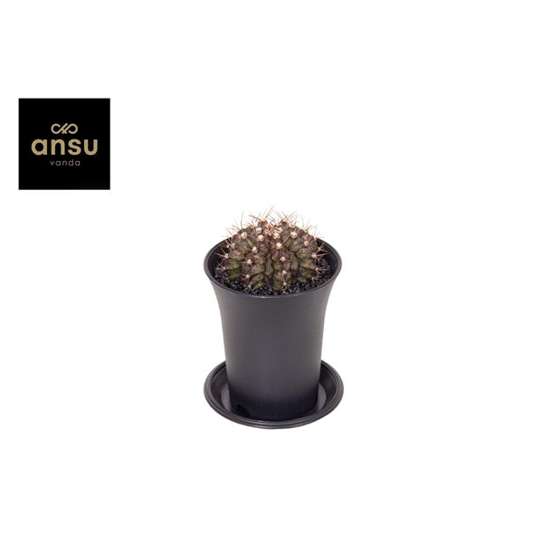 <h4>Gymno Cactus 'T-Rex Hybrid'</h4>